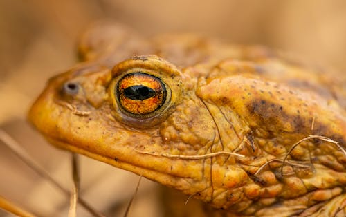 A Close-Up Shot of a Frog