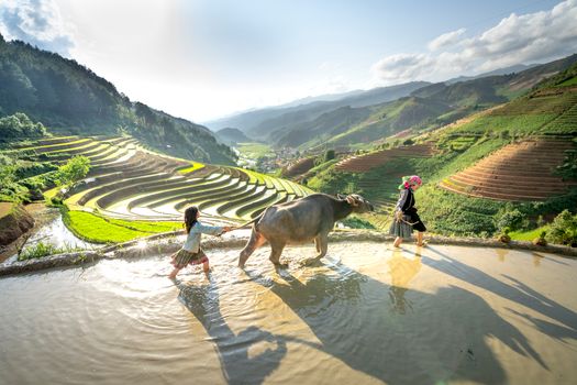 Side view of anonymous female and child walking with cow near rice fields on hills under cloudy blue sky on sunny day