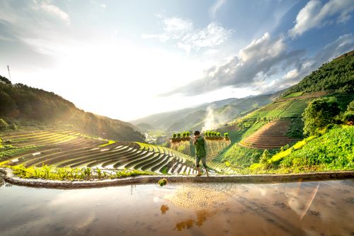 Free A man walks along rice terraces carrying plants with a beautiful sunrise in the background. Stock Photo