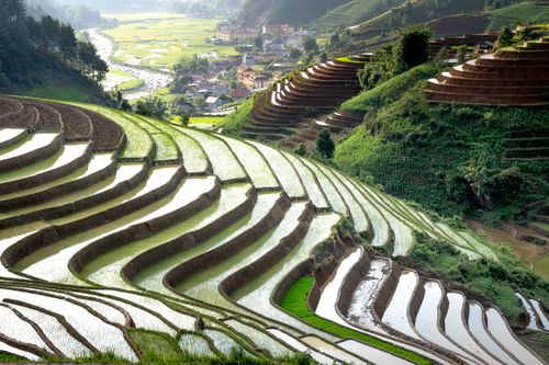 Free Scenic view of vibrant green rice terraces and village landscape under sunlight. Stock Photo
