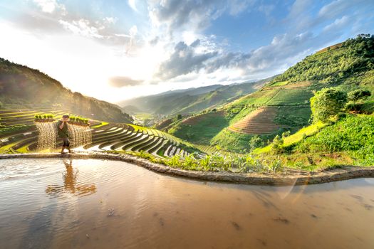 A farmer walking along stunning rice terraces during sunrise in a picturesque countryside setting.
