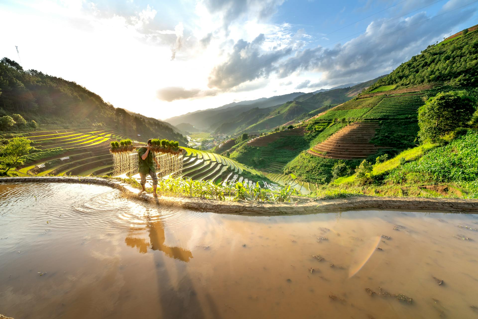 A farmer carrying harvested crops through stunning rice terraces during sunset, showcasing rural agricultural life.