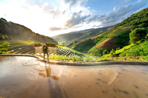 Free A farmer carrying harvested crops through stunning rice terraces during sunset, showcasing rural agricultural life. Stock Photo