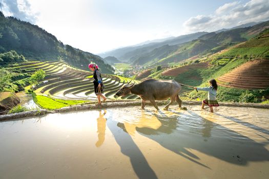 Side view of unrecognizable female and little girl walking with cow on rice plantation placed on slope of hill on sunny day