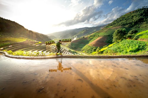 A Man Carrying Crops in a Farm