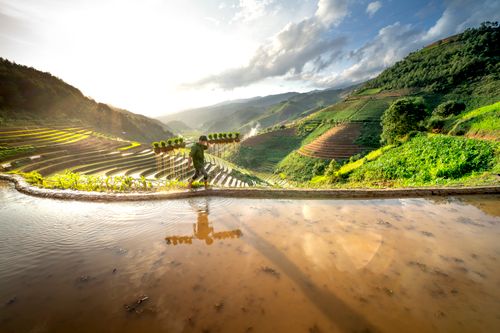 Free An Asian farmer walks along scenic rice terraces during sunset carrying plants. Stock Photo
