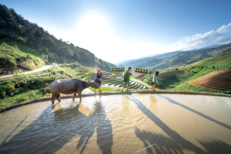 Rice Paddy With Farmers Family And A Cow 