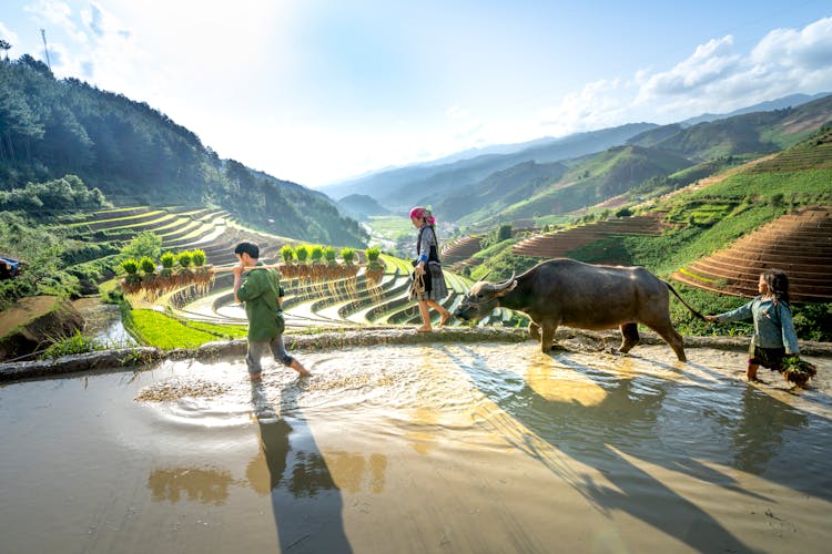 Boy And Girls Walking With A Cow In Rice Terraces