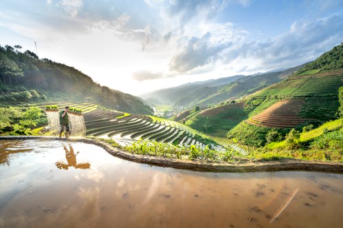 Idyllic View of a Man Carrying Plants on Rice Terraces and Reflecting in a Mud