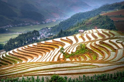 Aerial View of Rice Paddies on Moun