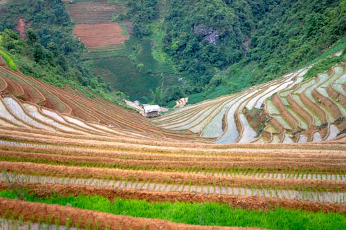 Imagine de stoc gratuită din agricultură, câmp, camp cu orez