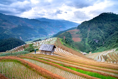 Foto d'estoc gratuïta de agricultura, arròs, bellesa