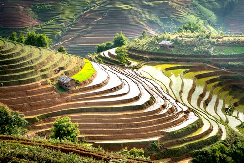 Free Beautiful terraced rice fields with sheds and greenery under bright sunlight. Stock Photo