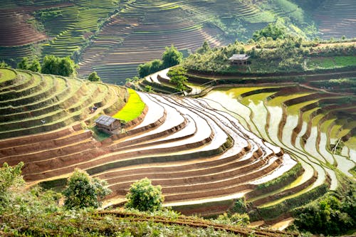 Foto stok gratis agrikultura, bidang, fotografi udara