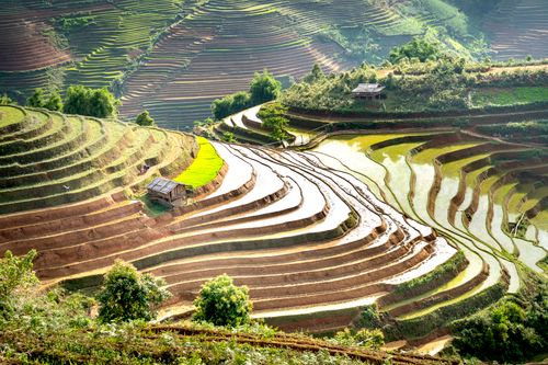 Free A breathtaking aerial view of vibrant terraced rice fields under a summer sky. Stock Photo