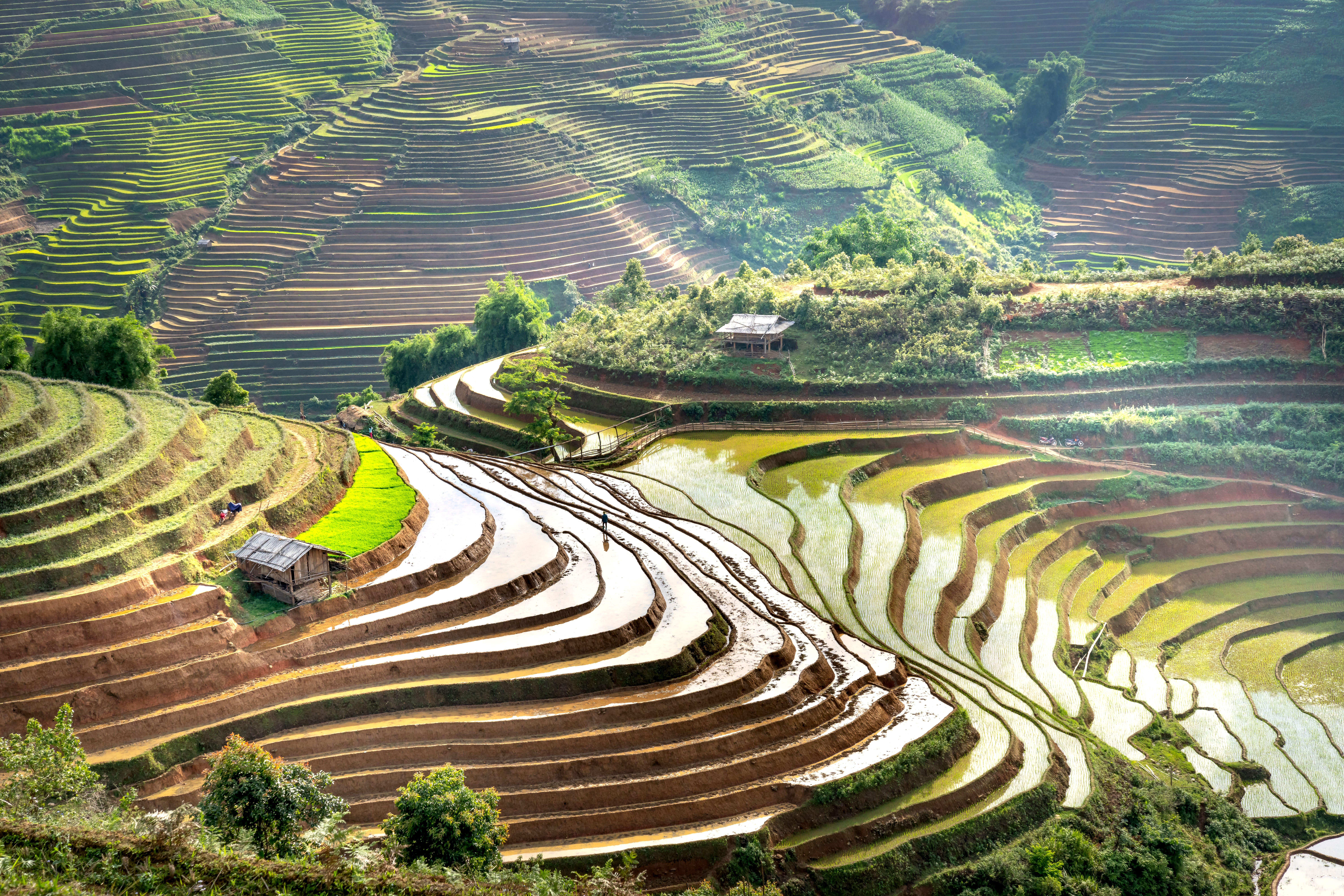 Rice paddies, Rwanda