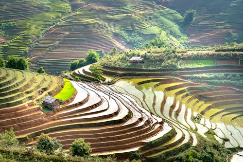 Scenic View of Rice Paddies