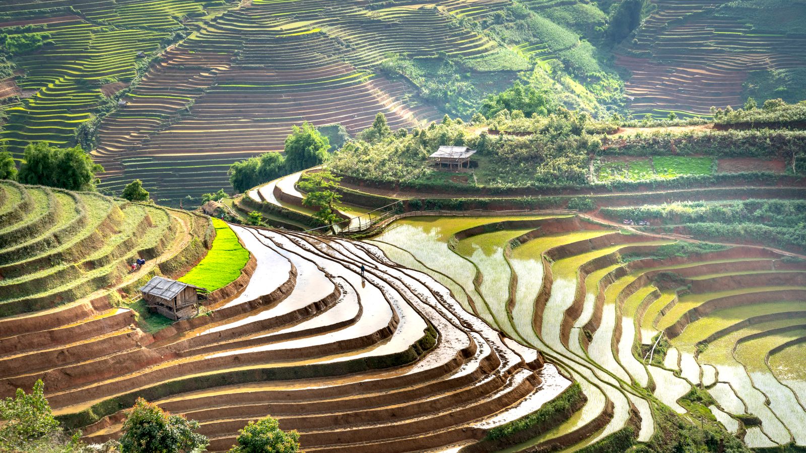 Rice paddies, Rwanda