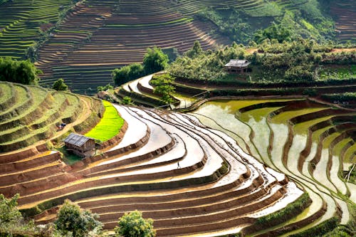 Scenic Photo of Rice Terraces