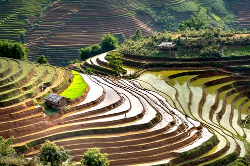 Free Beautiful aerial view of lush rice terraces with vibrant greenery and rustic tranquility. Stock Photo