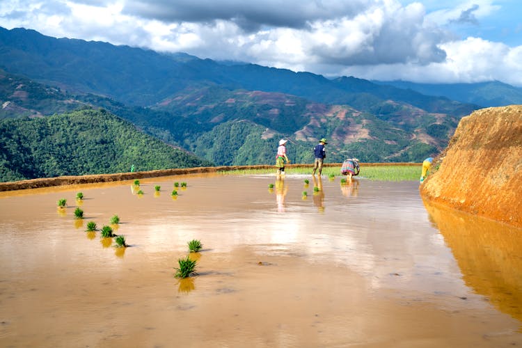 Family Working In Rice Fields