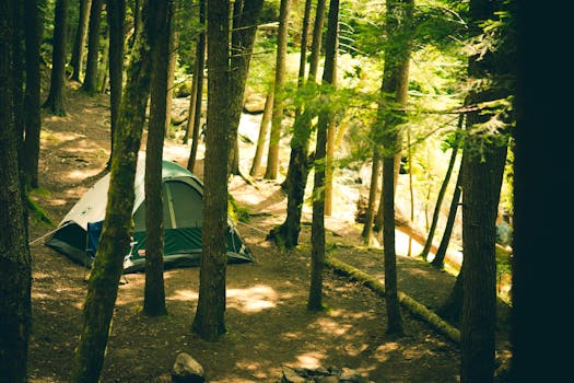 Free stock photo of forest, trees, adventure, camping