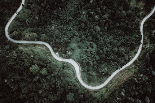 Aerial View of Curved Road Running Through Forest