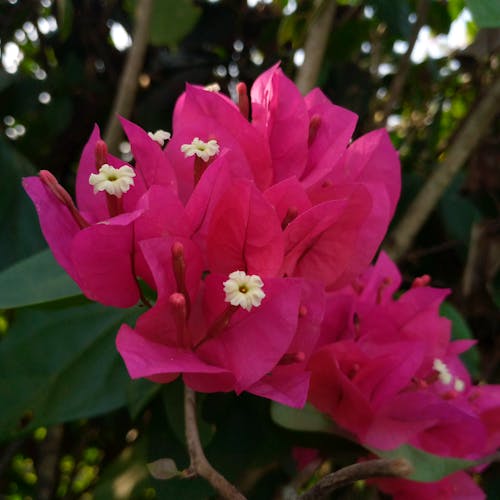 꽃 사진, 보케, 분홍색 꽃의 무료 스톡 사진