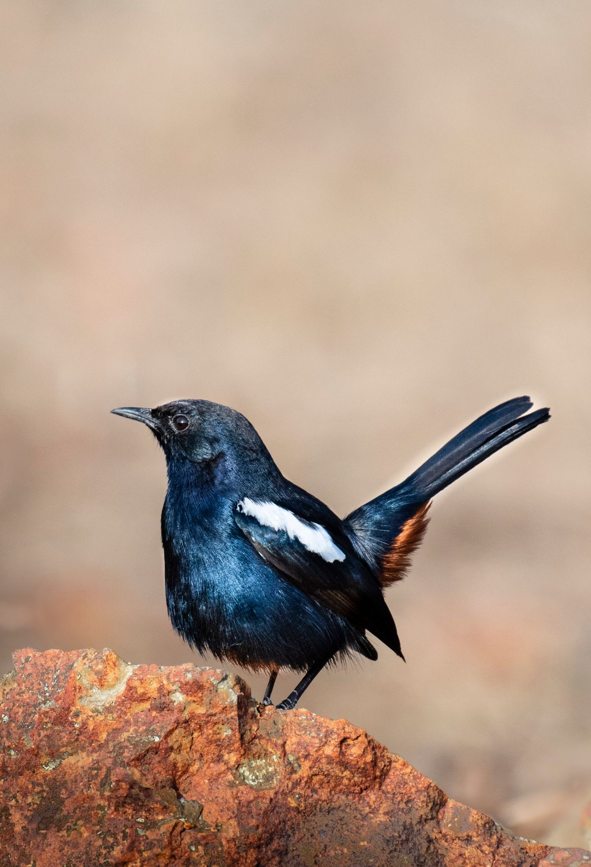 Burung murai batu