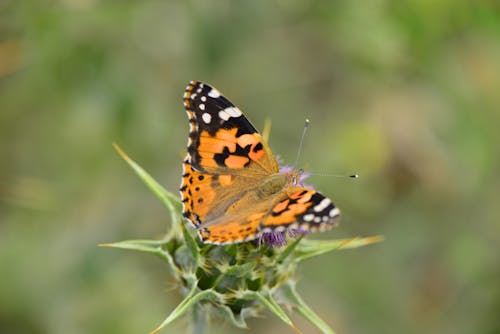 бесплатная Бесплатное стоковое фото с бабочка, крупный план, крылья Стоковое фото