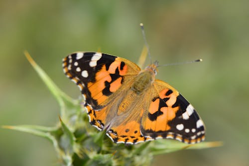 Základová fotografie zdarma na téma detail, fotografování hmyzem, fotografování zvířat