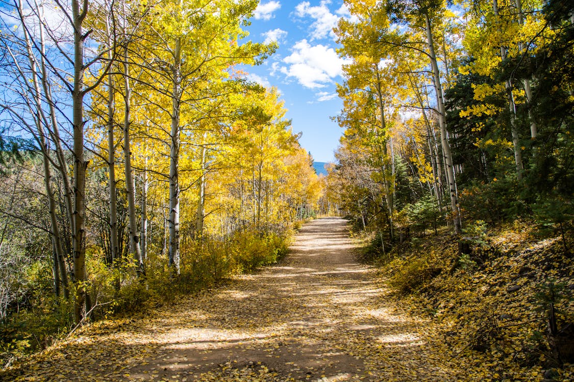 Green Trees and Brown Path W