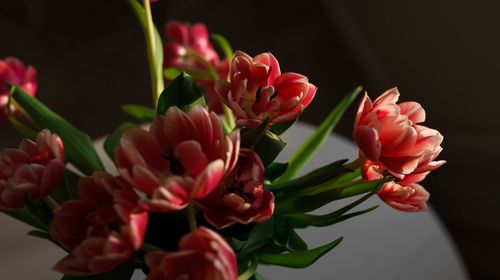 Free Enjoy a stunning close-up view of blooming pink tulips, bathed in soft natural light. Stock Photo