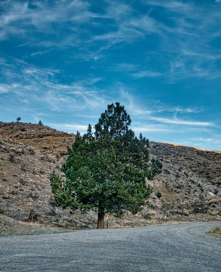 Lone Tree On Side Of Road