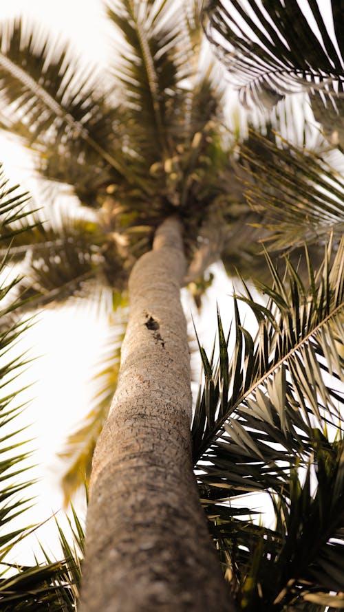 Free Tall palm tree with leaves Stock Photo