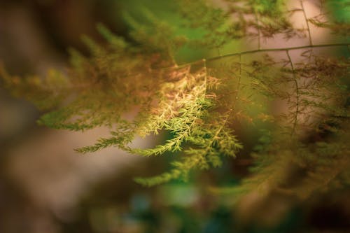 Free Close Up Photo of Fern Leaves Stock Photo