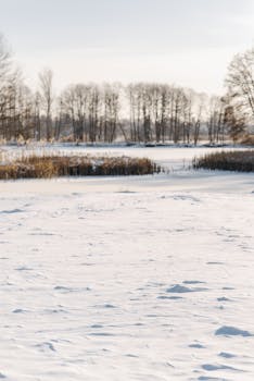 A tranquil winter scene with snow-covered fields and bare trees under a bright sky.