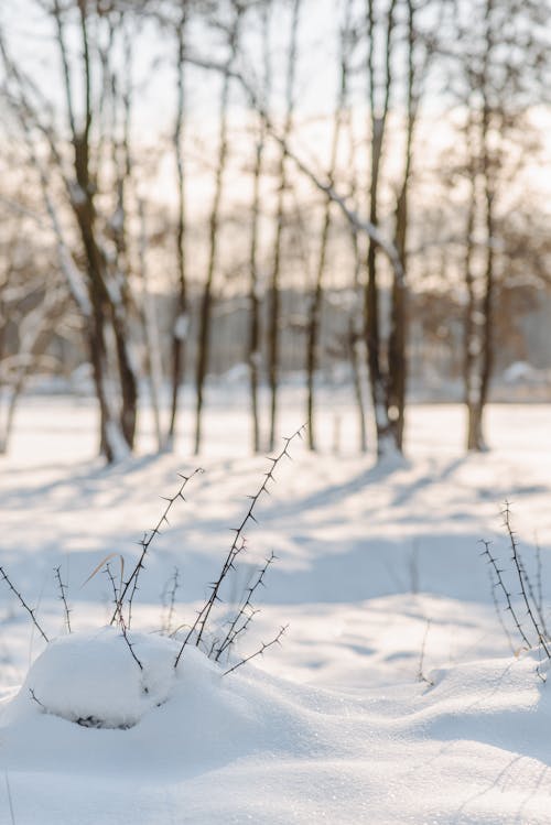 Photos gratuites de arbres, couvert de neige, espace extérieur