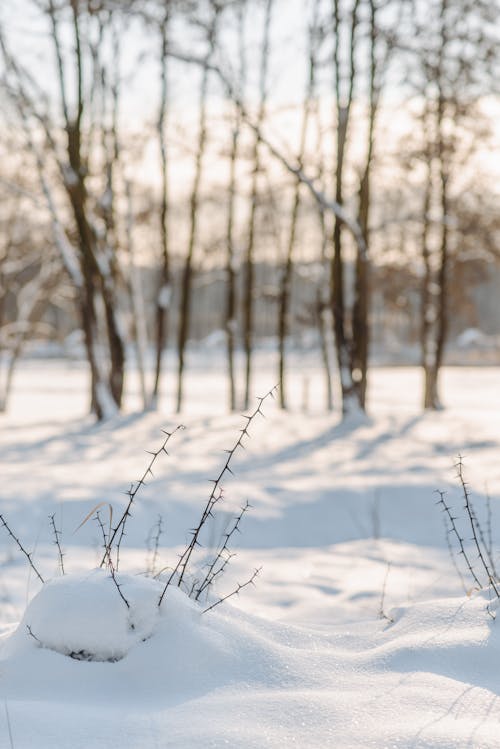 Foto profissional grátis de ao ar livre, árvores, com frio