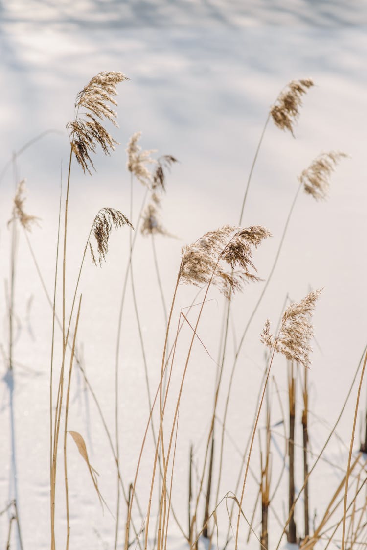 Reed Grass Under A Cloudy Sky