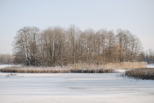 Bare Trees on Snow Covered Ground