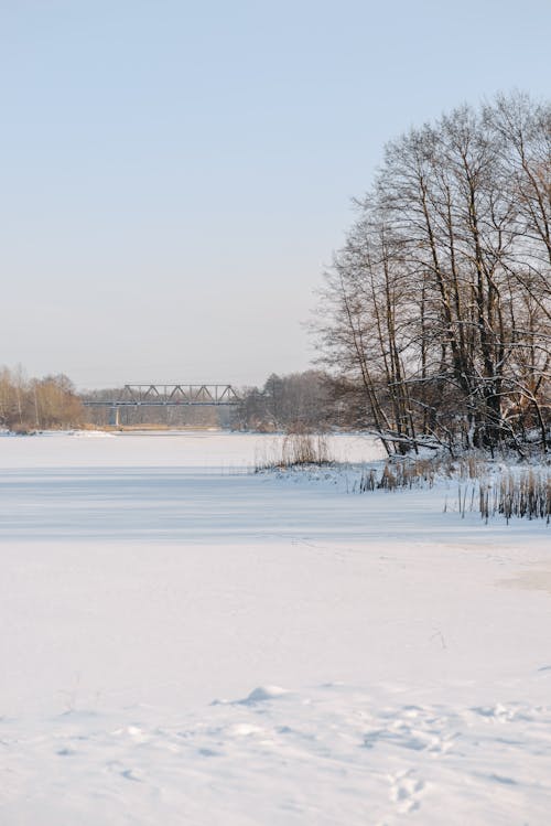 Immagine gratuita di alberi, congelato, coperto di neve