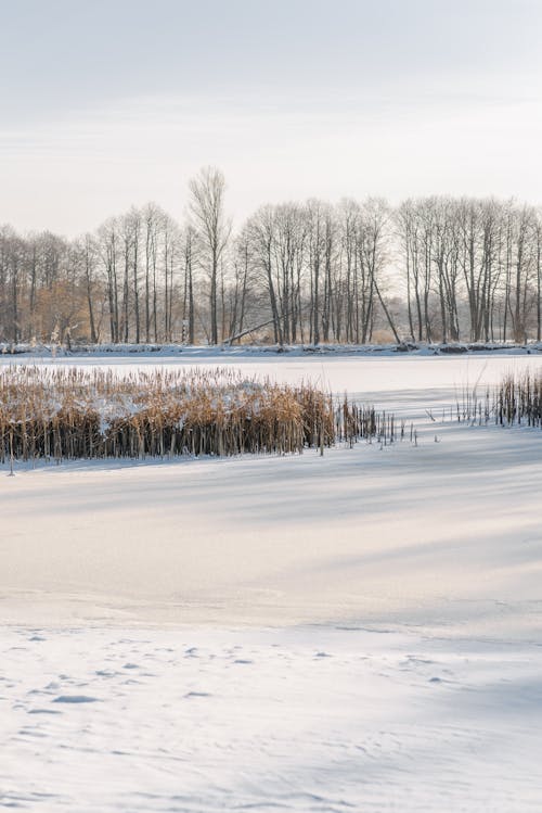 Бесплатное стоковое фото с вертикальный выстрел, деревья, замерзшее озеро