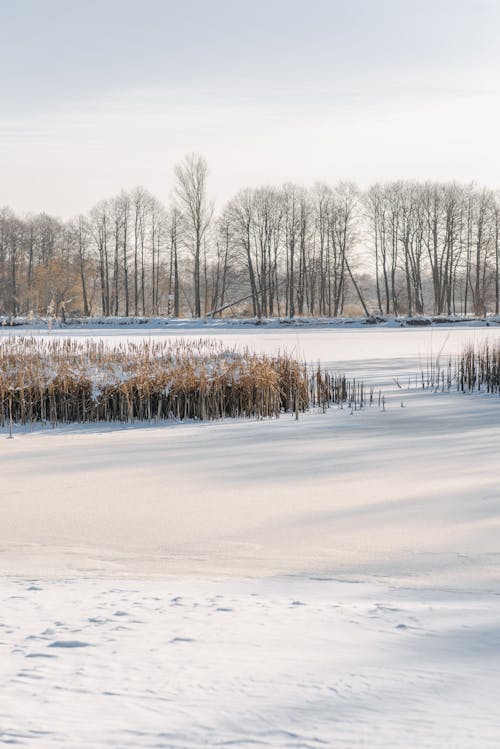 Frozen Lake During Winter