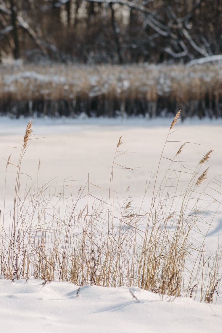 Frozen River In Winter