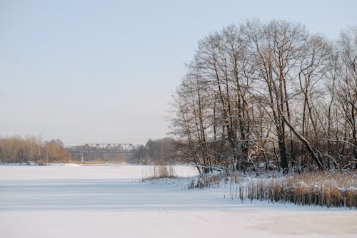 Gratis stockfoto met bevroren meer, boom, brug