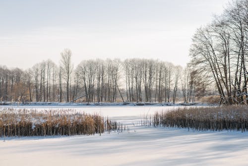 Bare Trees on Snow Covered Ground