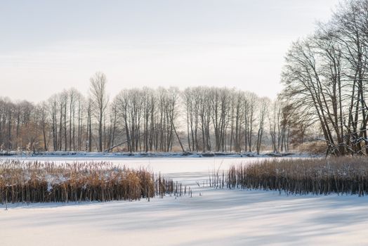 Charming winter landscape featuring a frozen pond surrounded by bare trees and snow-covered reeds.