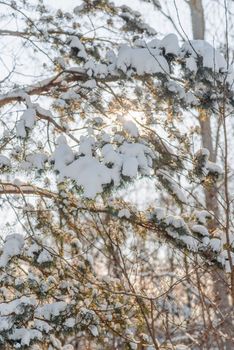 Scenic view of snow-laden pine branches with sunlight filtering through in winter forest.