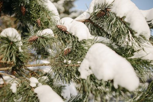 Free Close-up of snow-covered pine branches with cones in a serene winter forest. Stock Photo